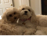 Cute dogs!-ft Daisy and Lilly