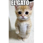 EL GATOOOOOOOO000OO
