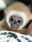 monkey fans