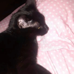 puuurfict
