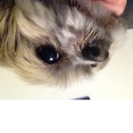 I love animals and dog’s is my favourite