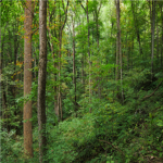 The forest protection program