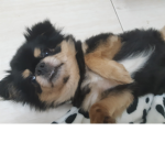 狗狗