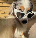 Cagnolini pucciosi