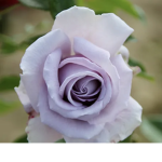 the rose in your dreams