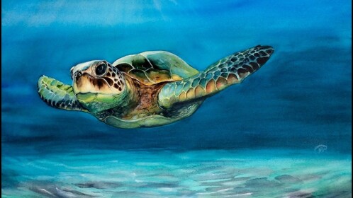 Turtle Village