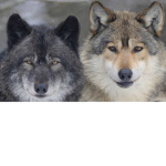 Pack of the Shadows