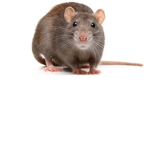 Cloudy Ratz