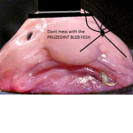 Blob fish creations™