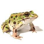 The Froggy’s Headquarters