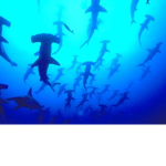 Maxsharkboy645 cool group