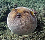 Epic Puffers