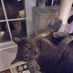 CharlieCo's Kitty Hangout