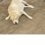 big dog club