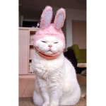 Desireddiorr