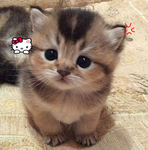 The Sanrio harmony!