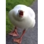 Duck days