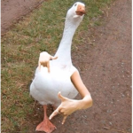 Duck Gang Inc.