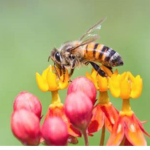 Bees!
