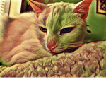 -pawz-