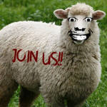 Cult Of The Sheep