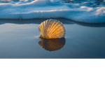 Seaside shell group
