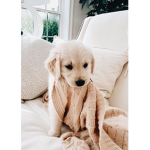 -puppyxlove-