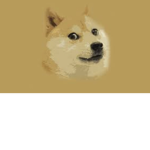 Doges?!?