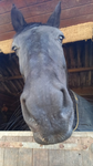*-. Horse valley trading centre .-*