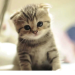 Cat Power for life!