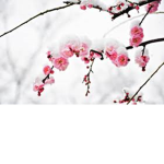 Snowy Blossoms