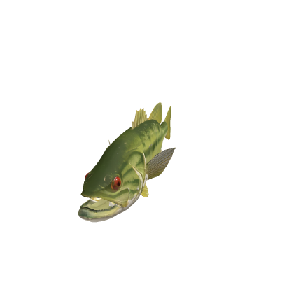 Largemouth Bass