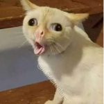hey hey heeeeeeeeeeeeeeeeey