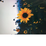 My little Sxnflowers