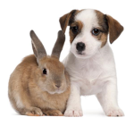 Puppy And Bunnies For Life 🐰 🐶