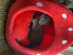 Milo is a bean