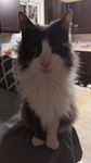 Kitty_Cat_Central