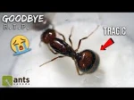 Ant games group Group Thumbnail