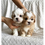 pupy fanclub