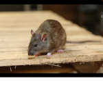 Timmy the rat steals my cheese