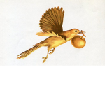 Golden Bird Alliance