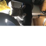 Mykitty