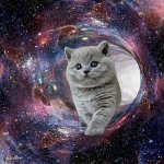 cat dimension !