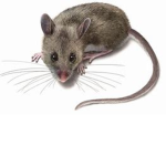 Mouse and Humans Only