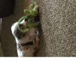 Dog crew:D