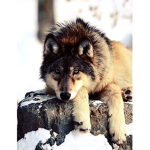 Join If you like wolves