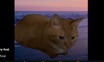 Gatitos cute por siempre