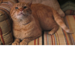 DustinsDeadCat