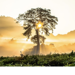 Gather at The Tree
