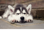 HUSKY fans!!!!